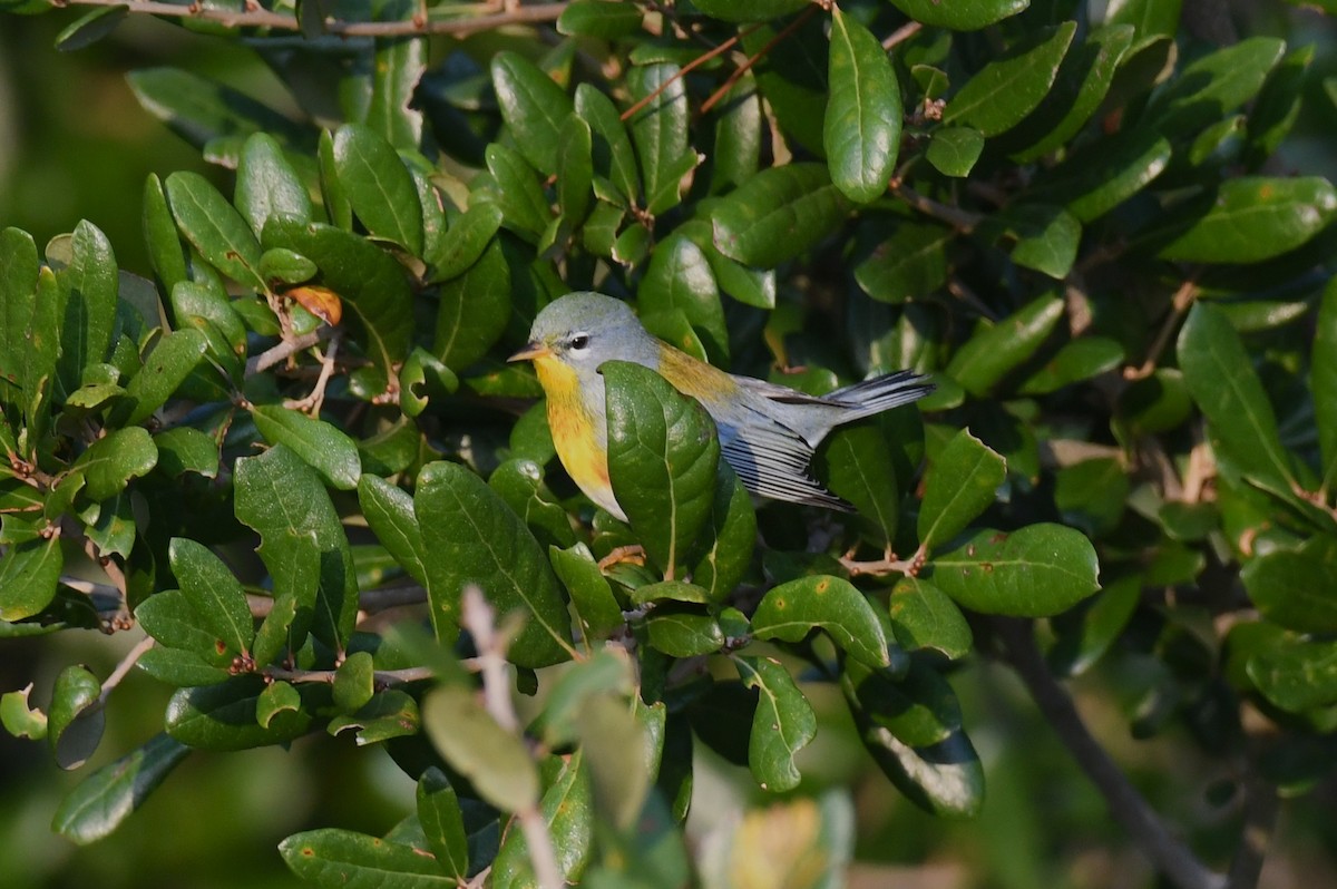 Northern Parula - ML642025510