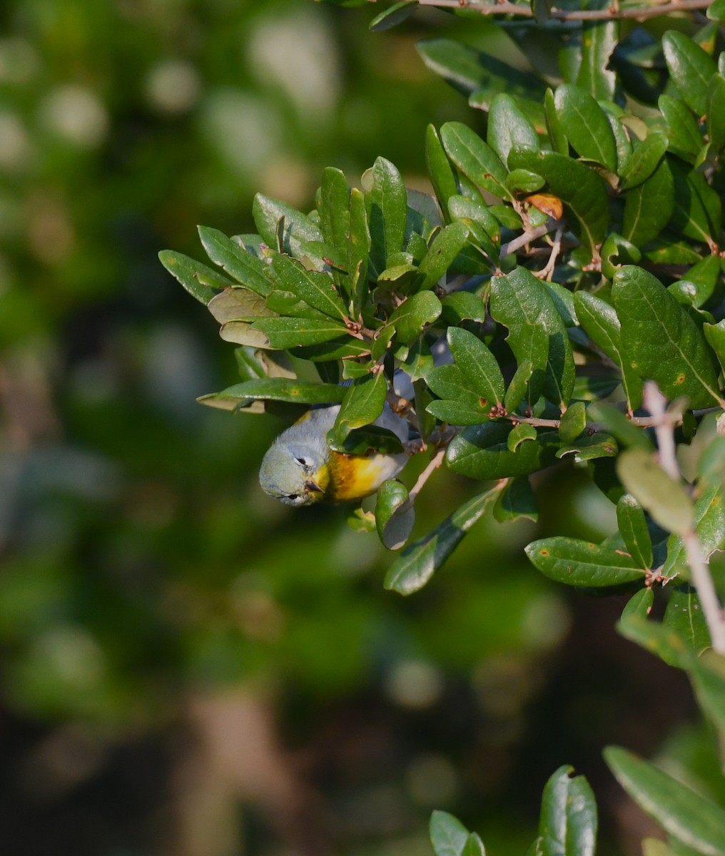 Northern Parula - ML642025511