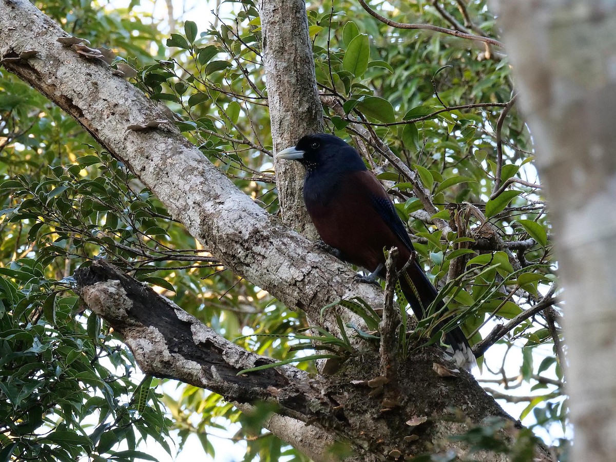 Lidth's Jay - ML642025512