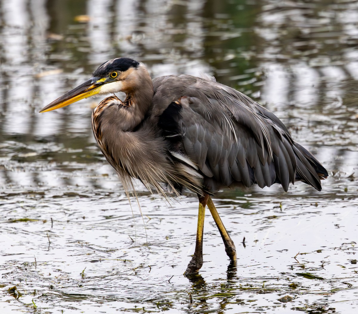 Great Blue Heron - ML642025513