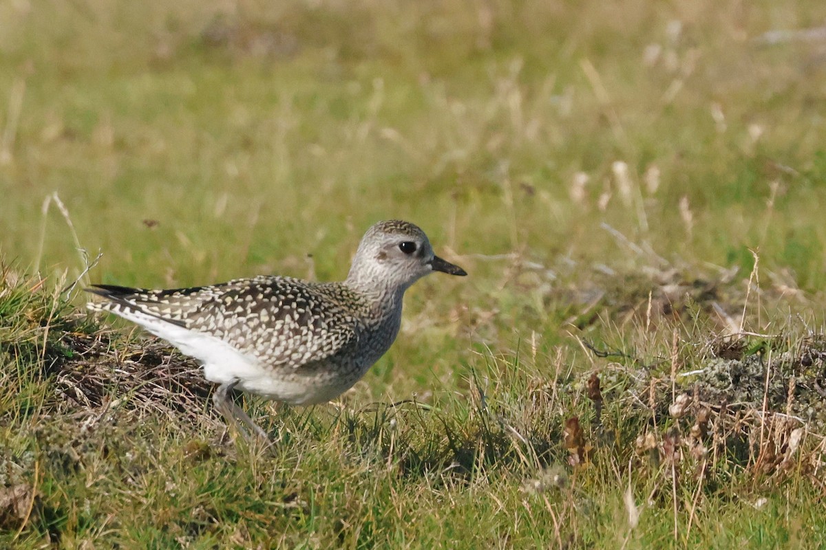 Black-bellied Plover - ML642025517