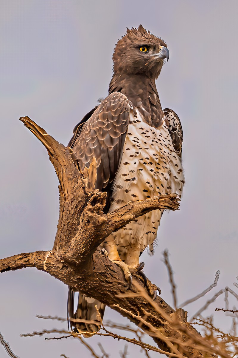 Martial Eagle - ML642025522