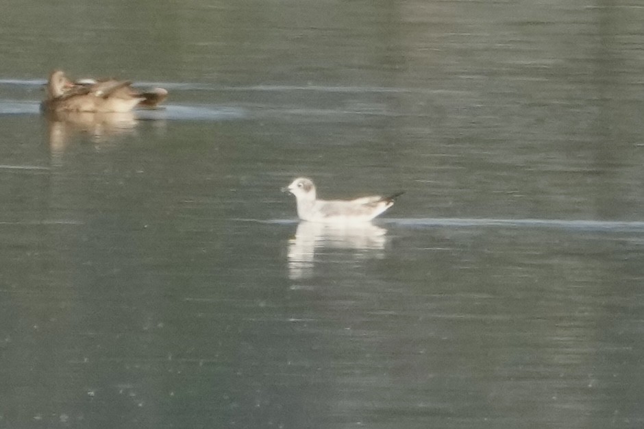 Franklin's Gull - ML642025523