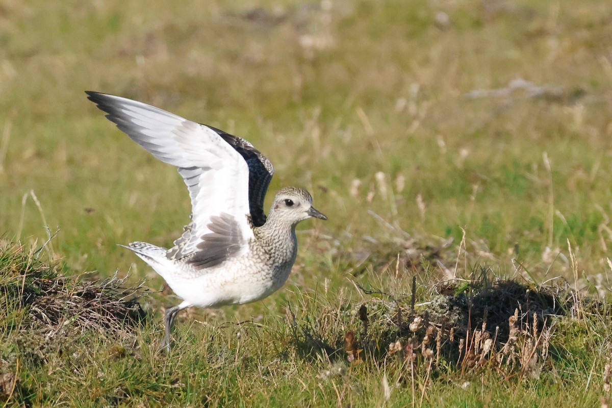 Black-bellied Plover - ML642025524