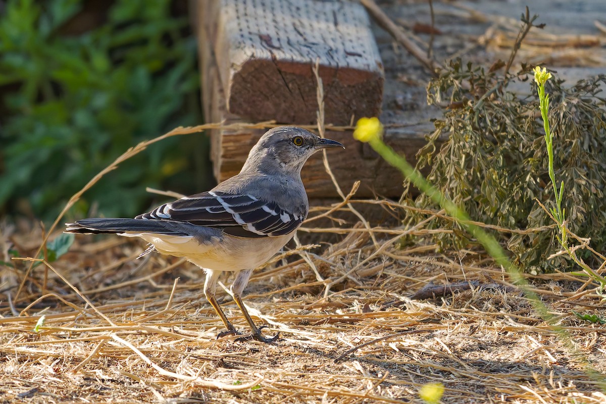 Northern Mockingbird - ML642025525