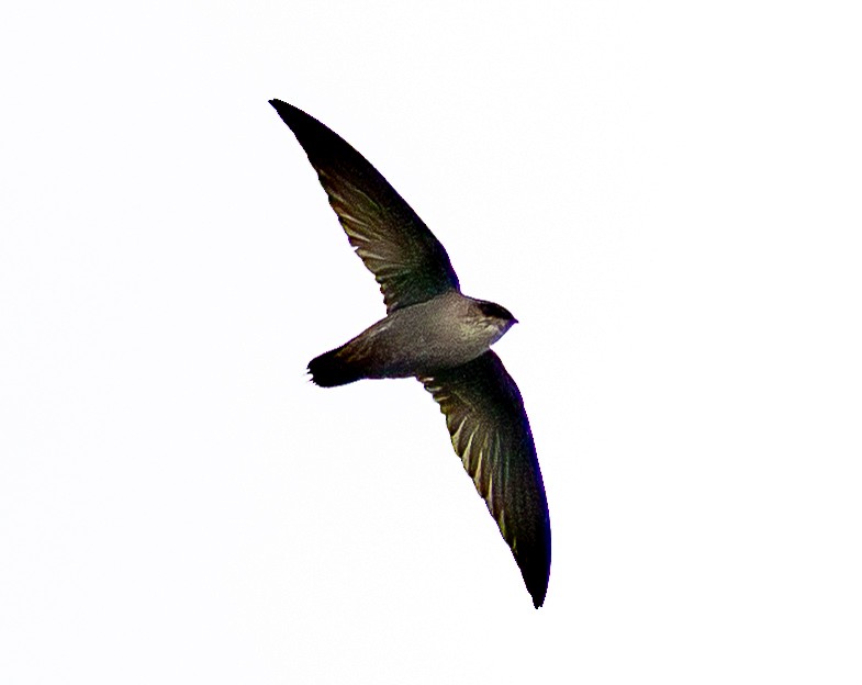 Chimney Swift - ML642025526
