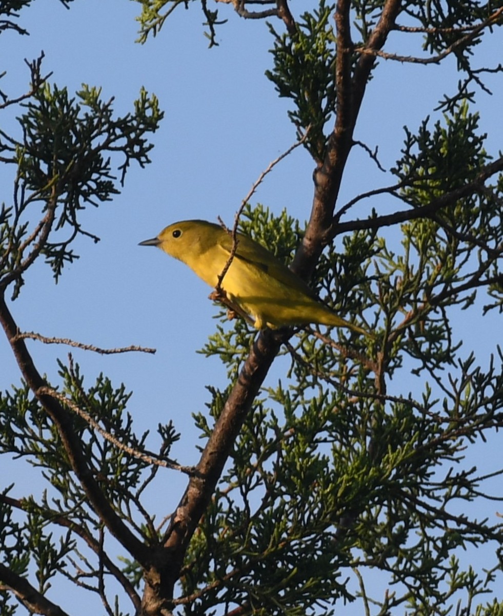 Yellow Warbler - ML642025527