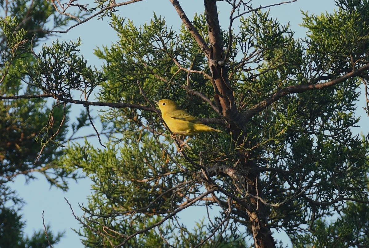 Yellow Warbler - ML642025528