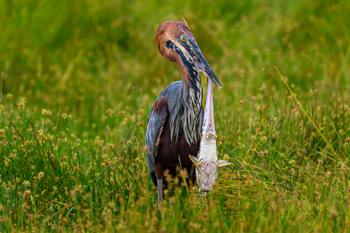 Goliath Heron - ML642025529
