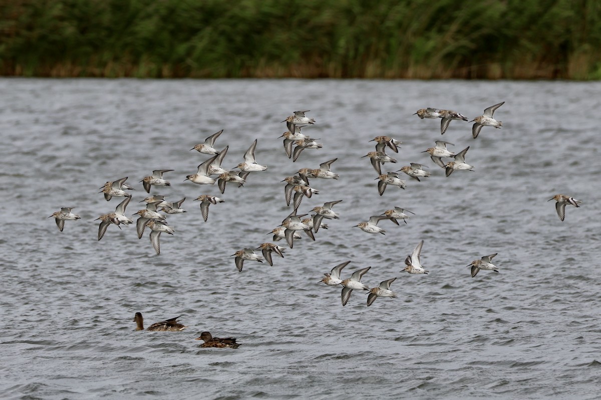 Dunlin - ML642025531