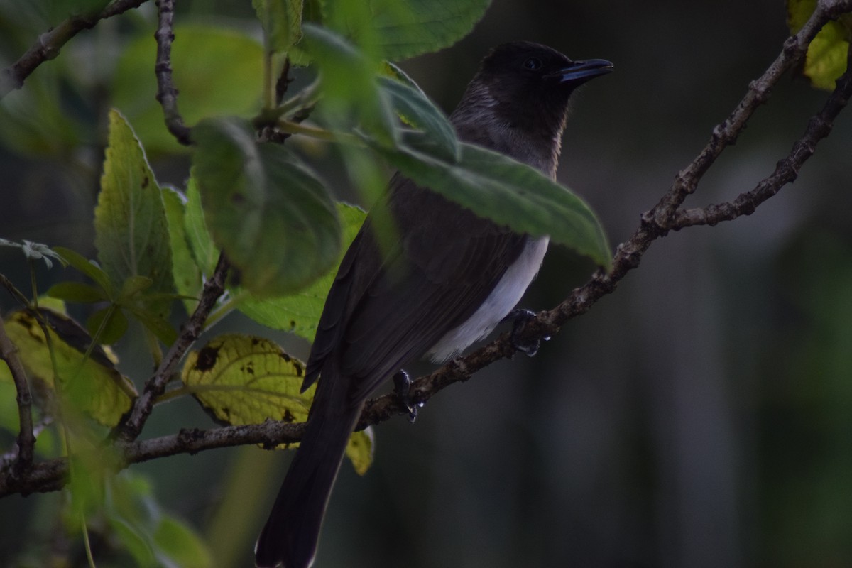 Common Bulbul - ML642025532