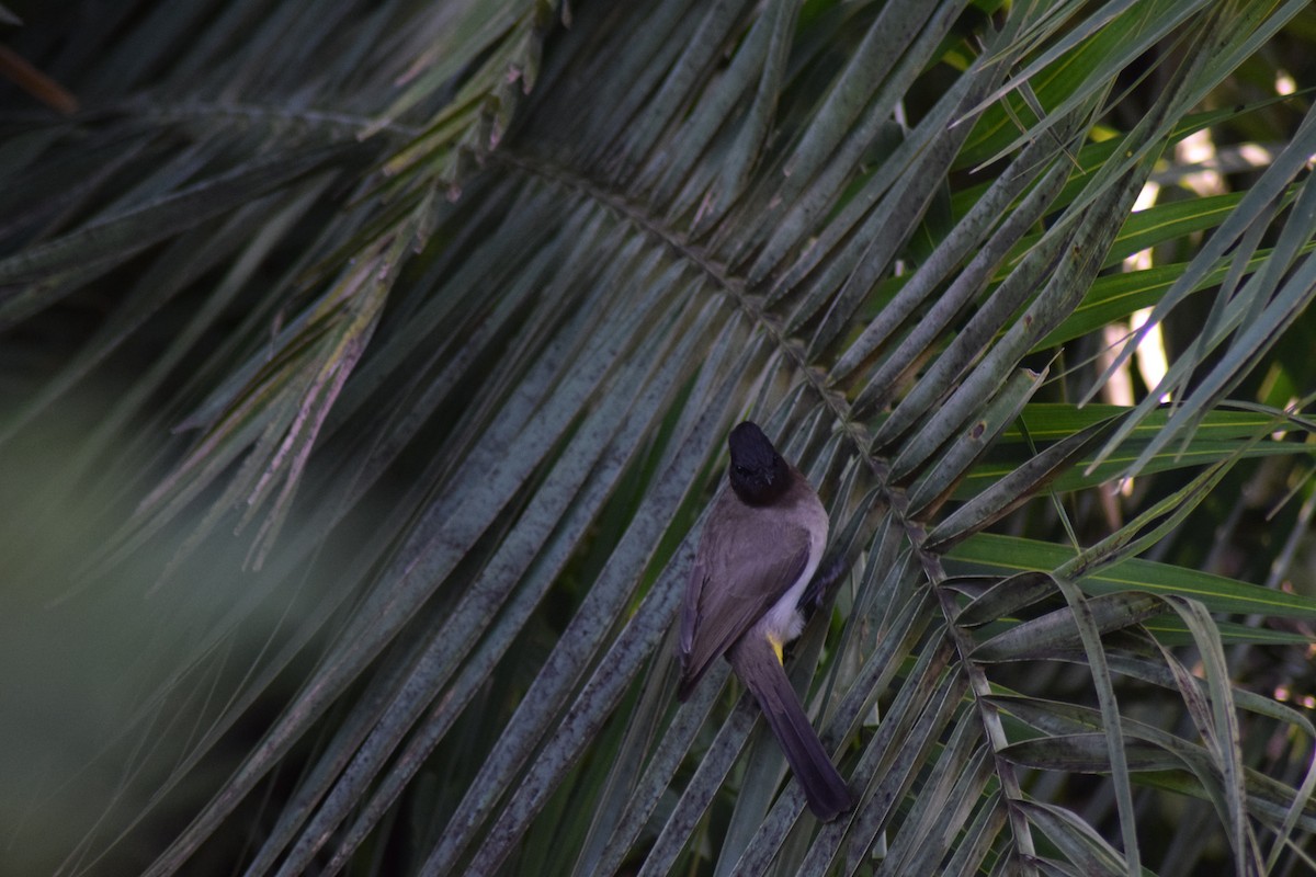 Common Bulbul - ML642025533