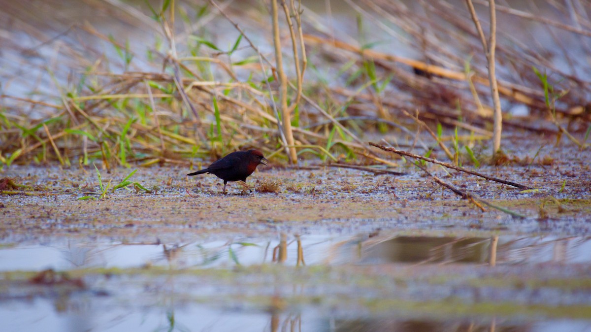 Chestnut-capped Blackbird - ML642025535