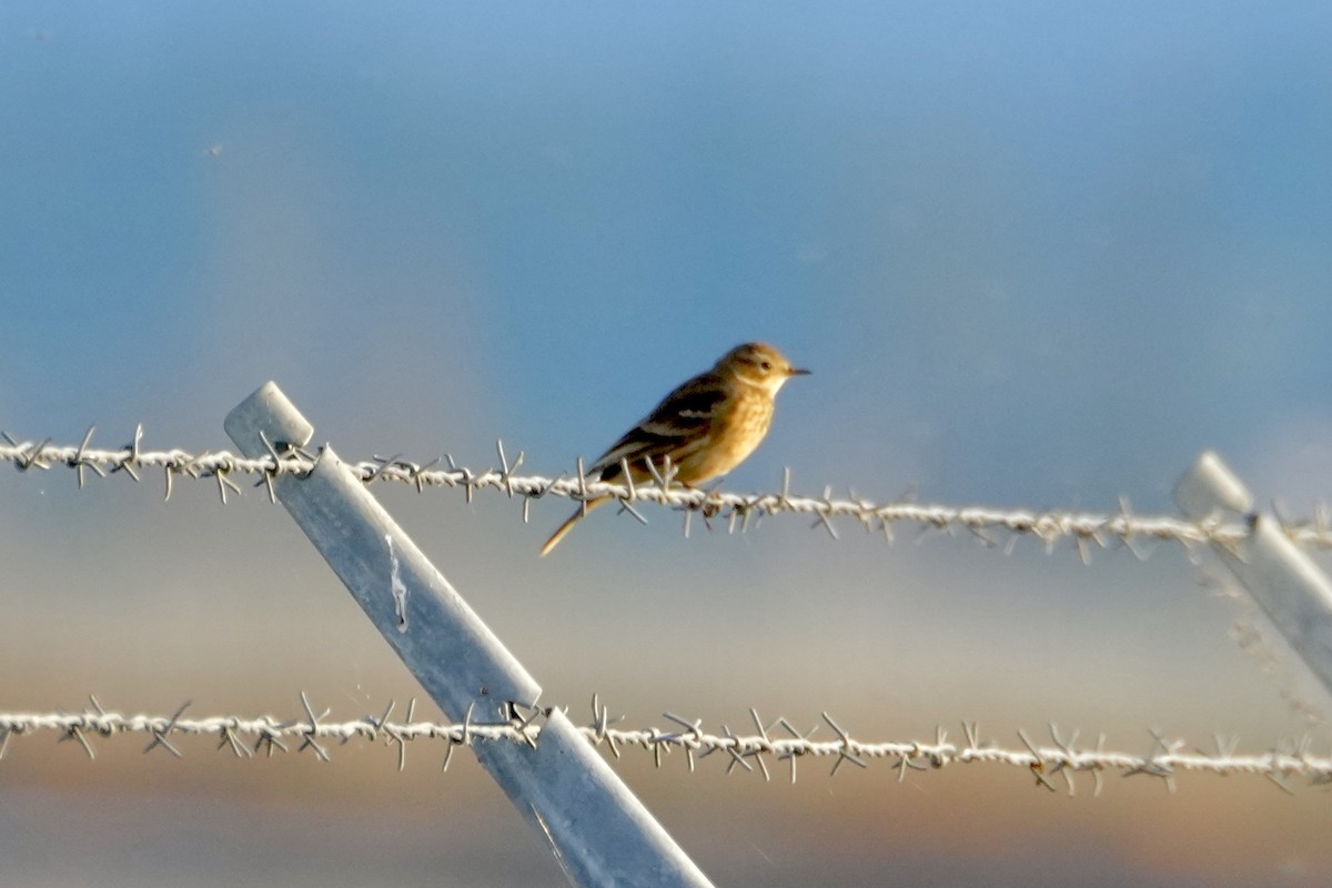 American Pipit - ML642025536