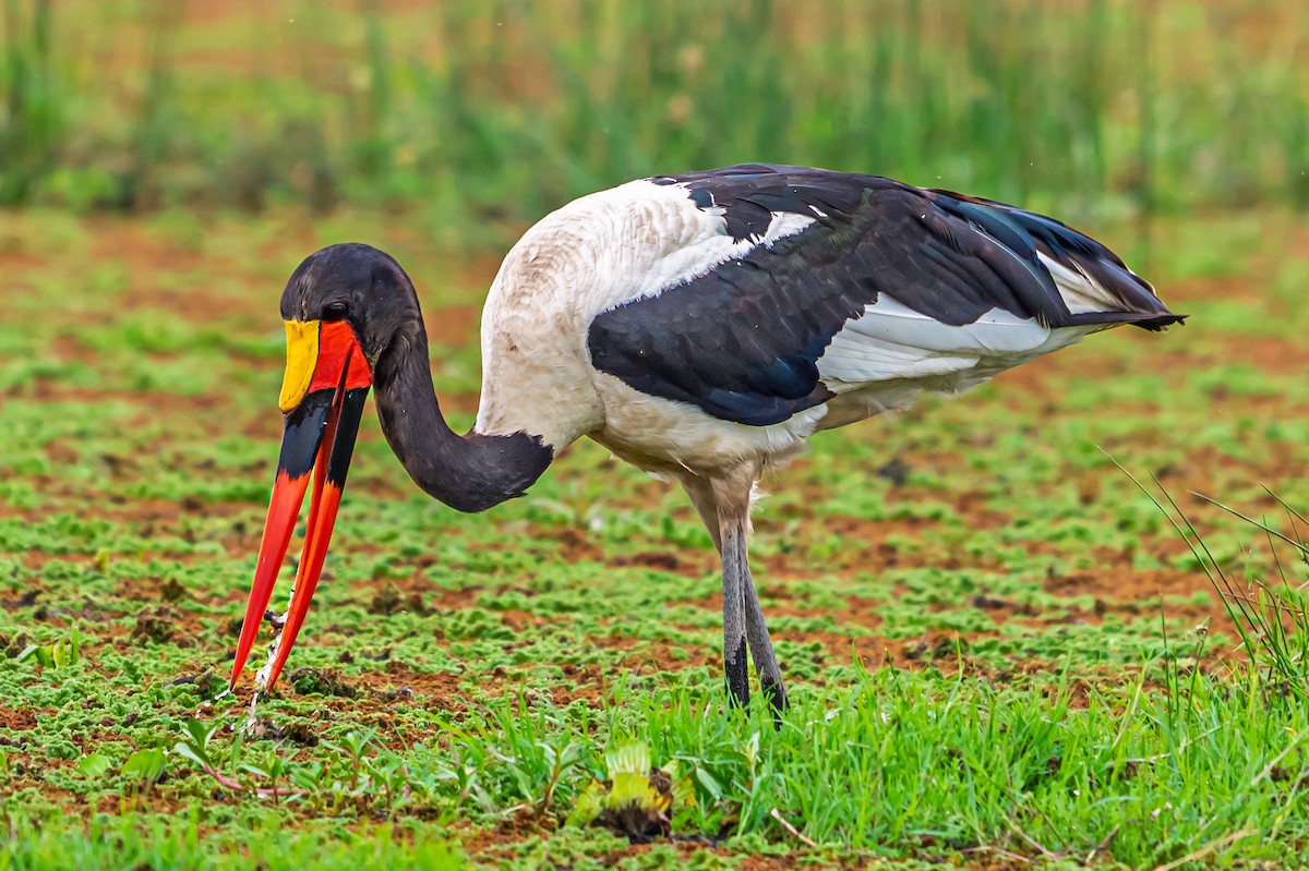Saddle-billed Stork - ML642025537