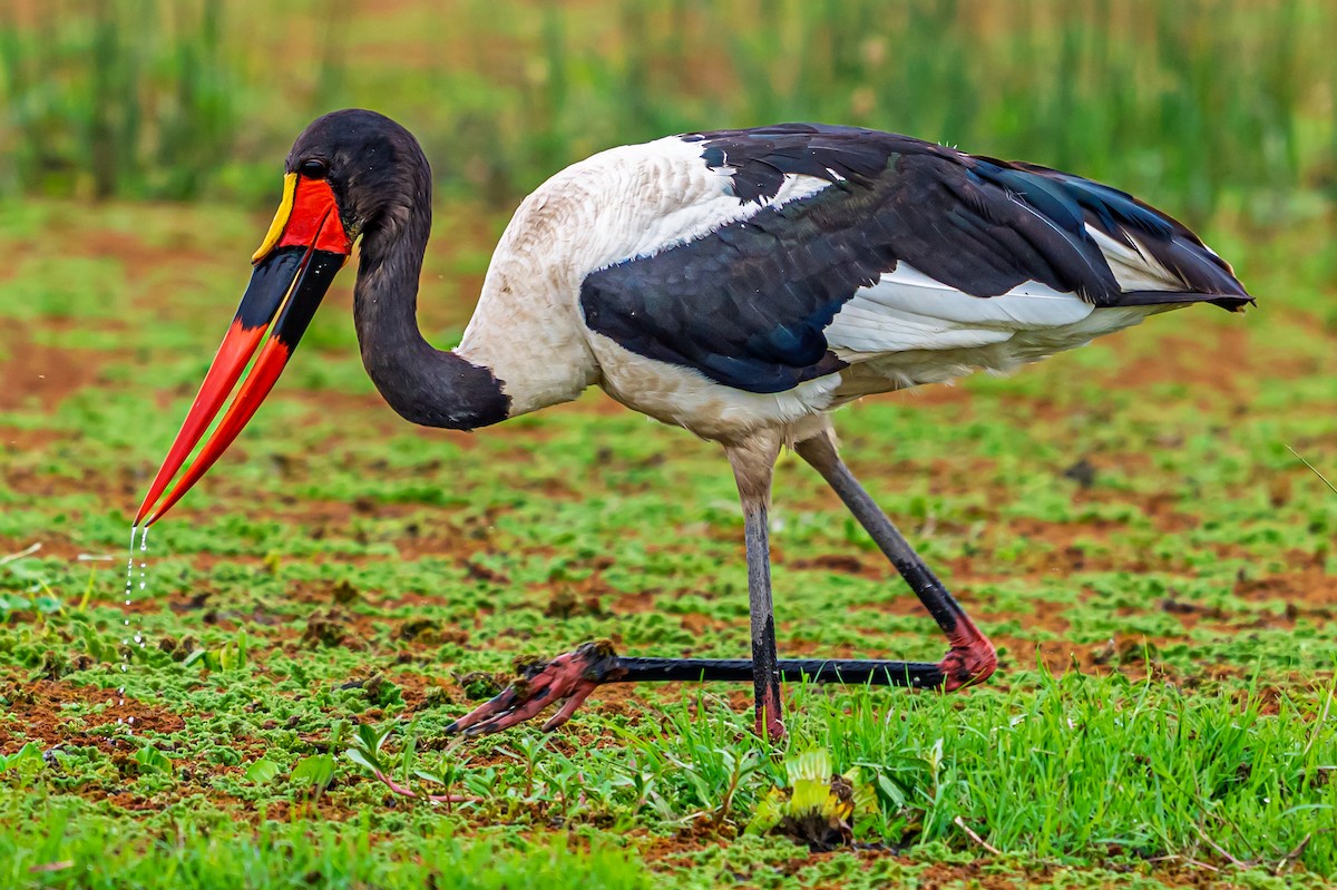 Saddle-billed Stork - ML642025538