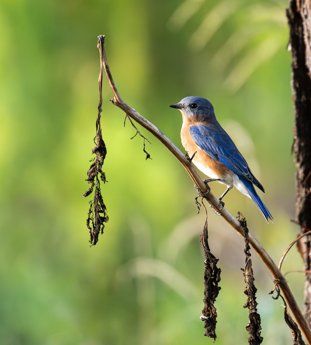 Eastern Bluebird - ML642025539