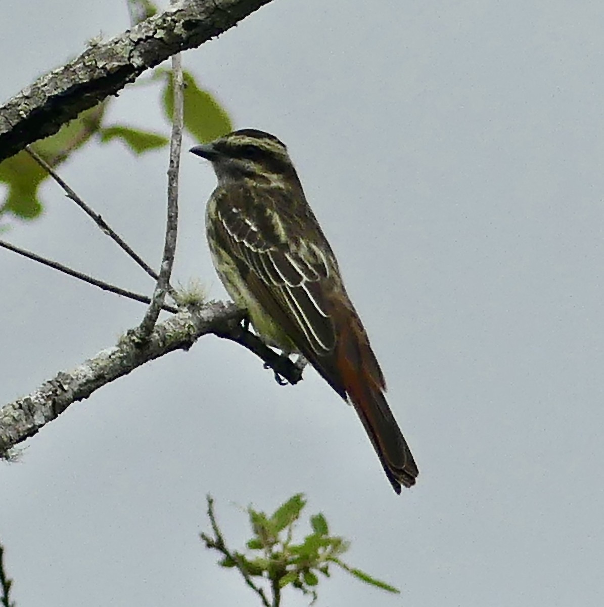 ML642025542 - Variegated Flycatcher - Macaulay Library