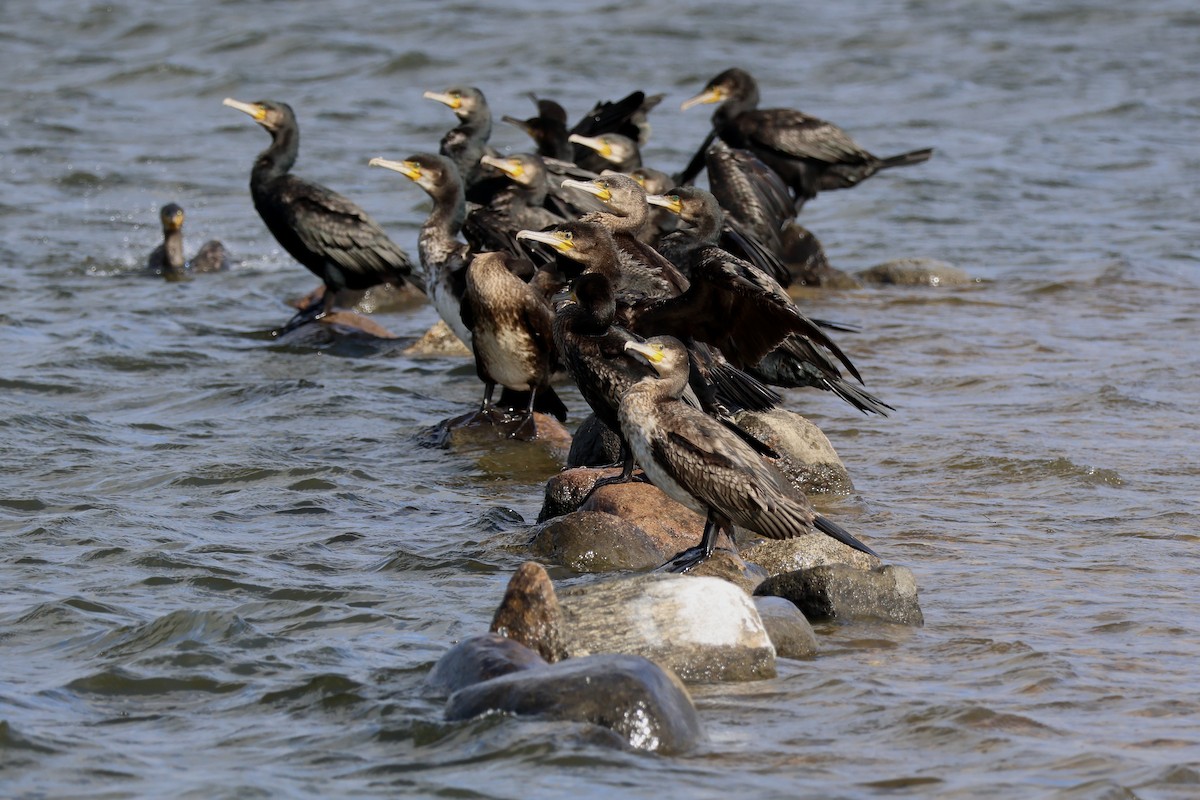 Great Cormorant - ML642025548