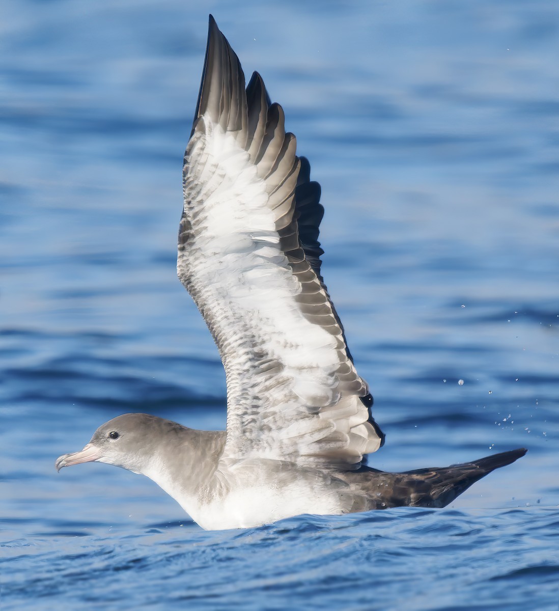 Pink-footed Shearwater - ML642025549