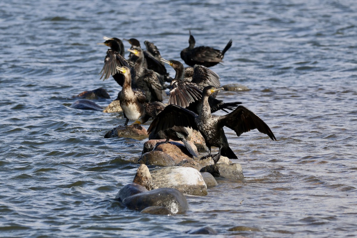 Great Cormorant - ML642025550