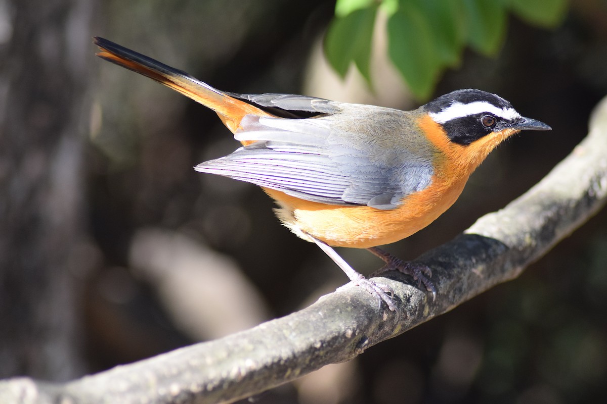 White-browed Scrub-Robin - ML642025551