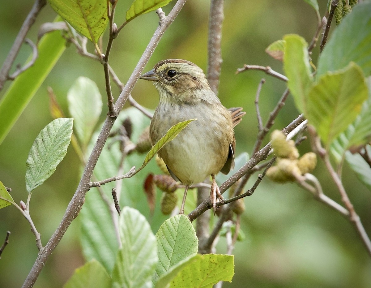 Swamp Sparrow - ML642025554