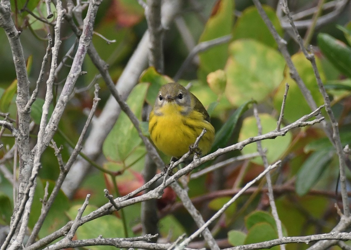 Prairie Warbler - ML642025556