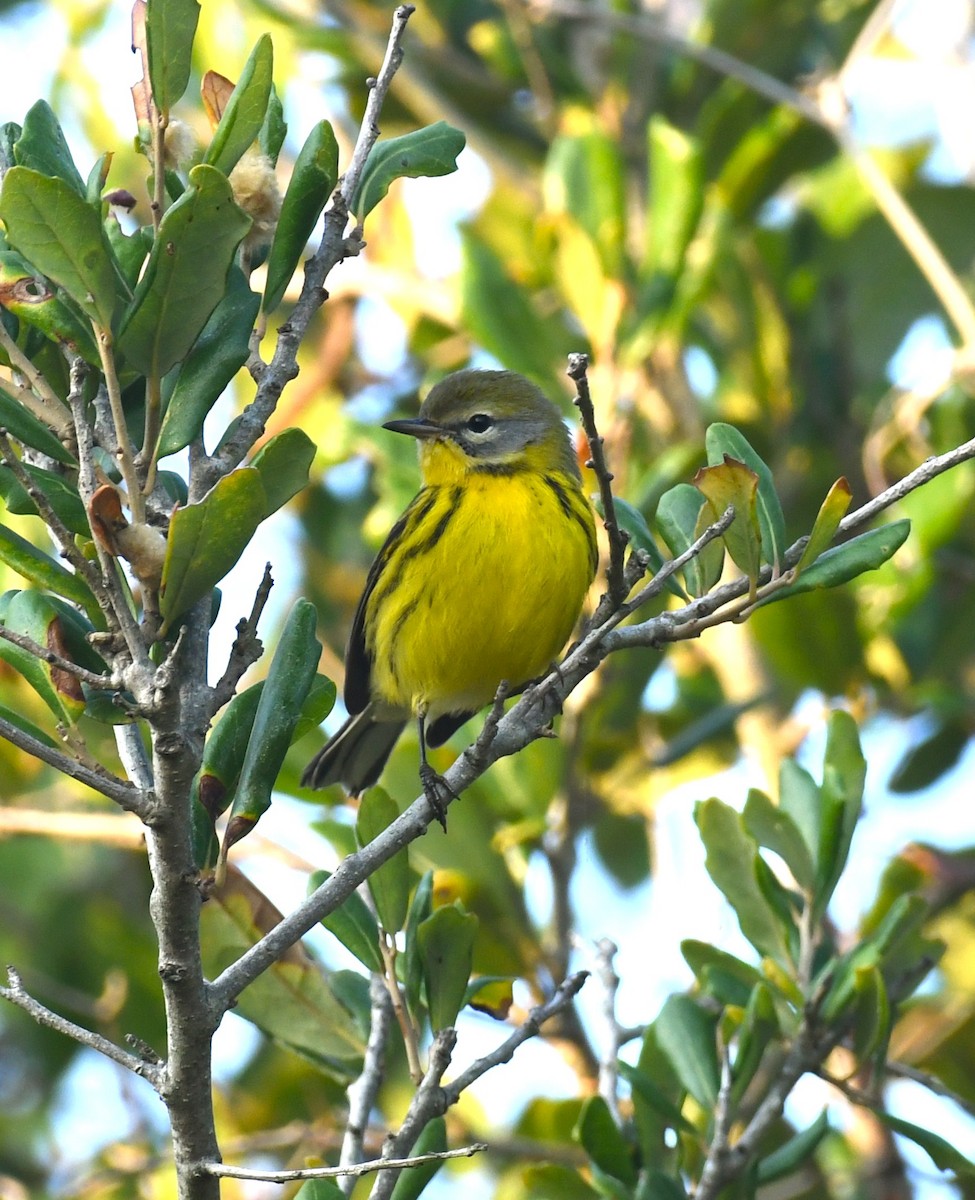 Prairie Warbler - ML642025558