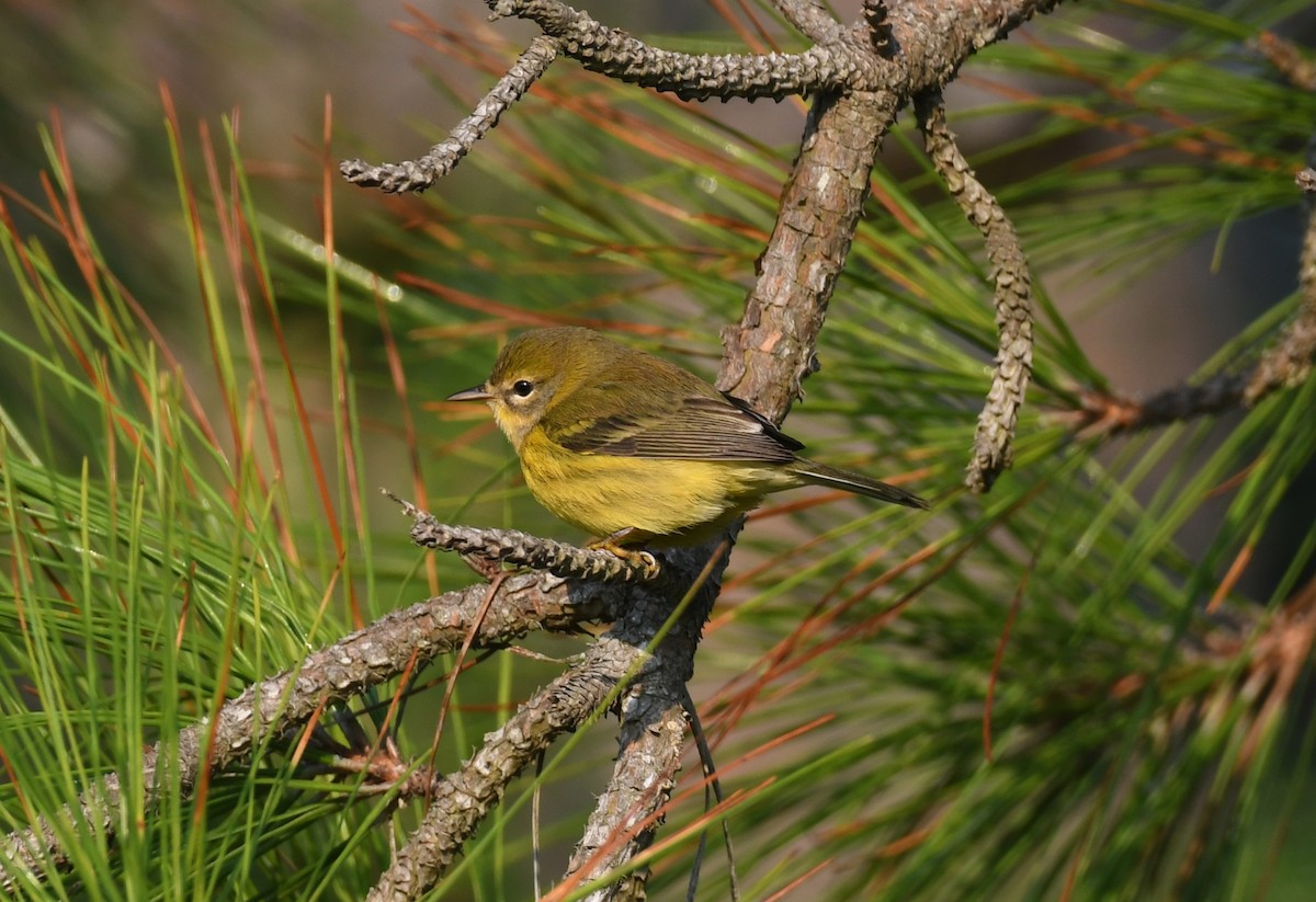 Prairie Warbler - ML642025559