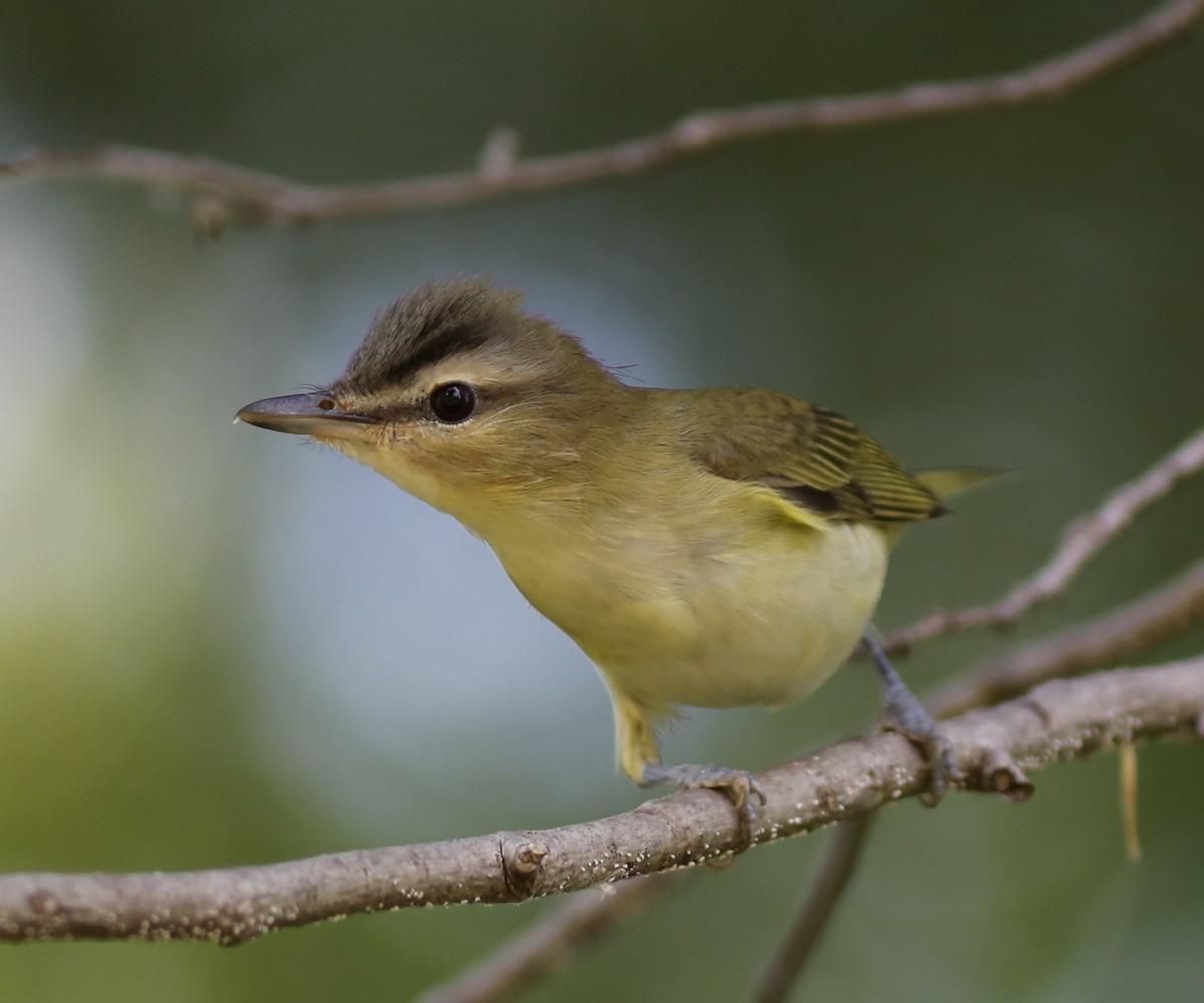 Philadelphia Vireo - ML642025560