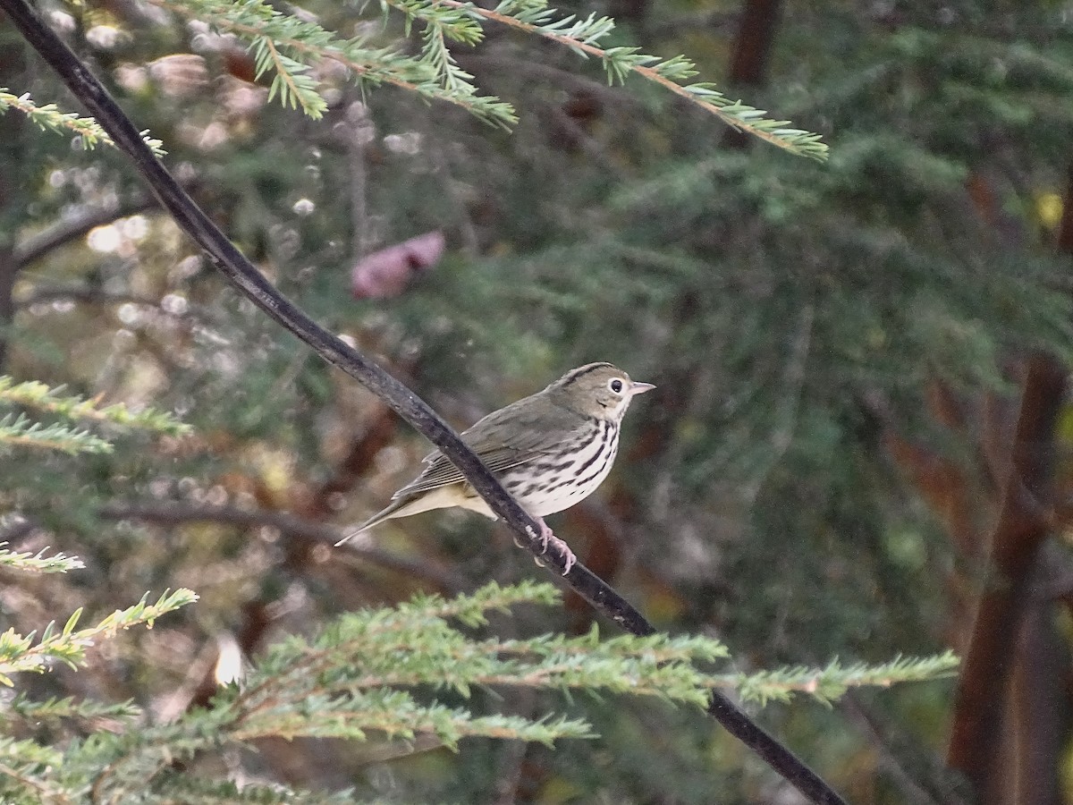 Ovenbird - ML642025561