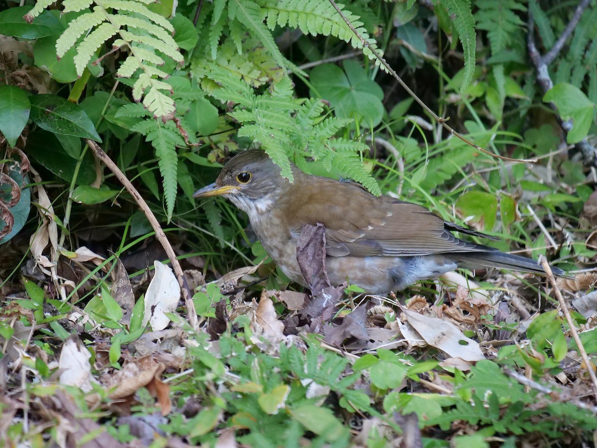Pale Thrush - ML642025566
