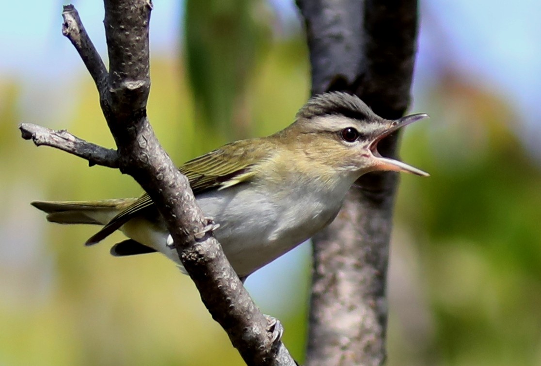 rødøyevireo - ML642025570