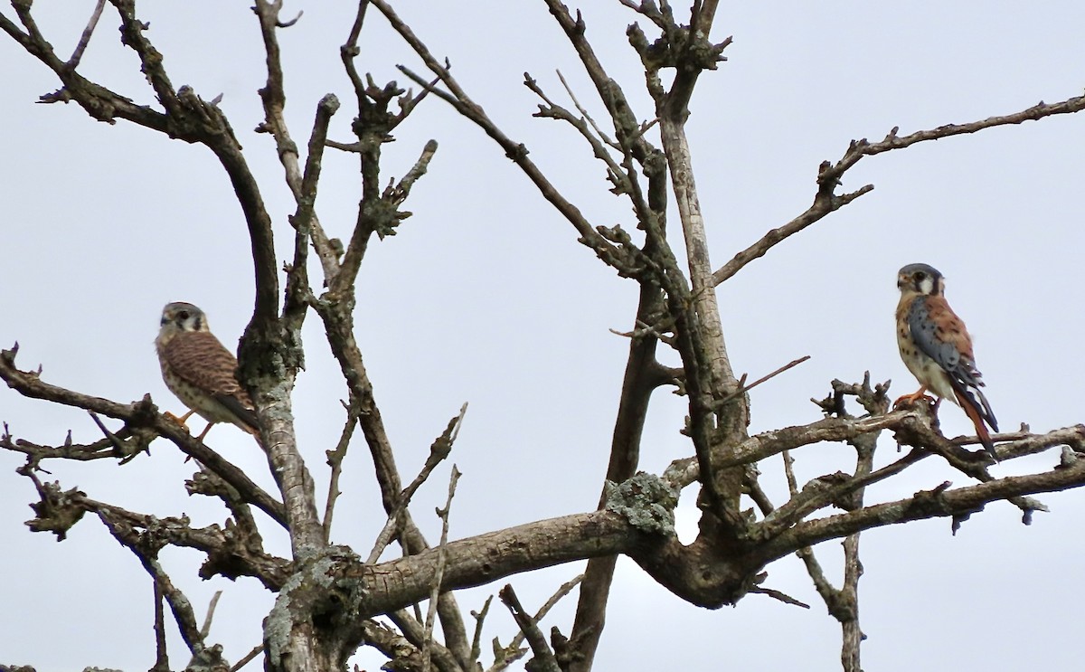 American Kestrel - ML642025577
