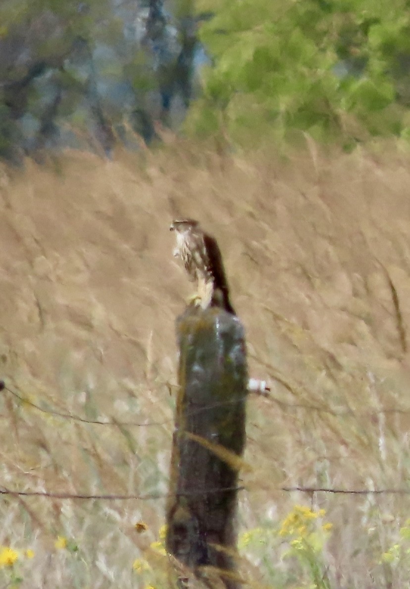Merlin (Prairie) - ML642025579
