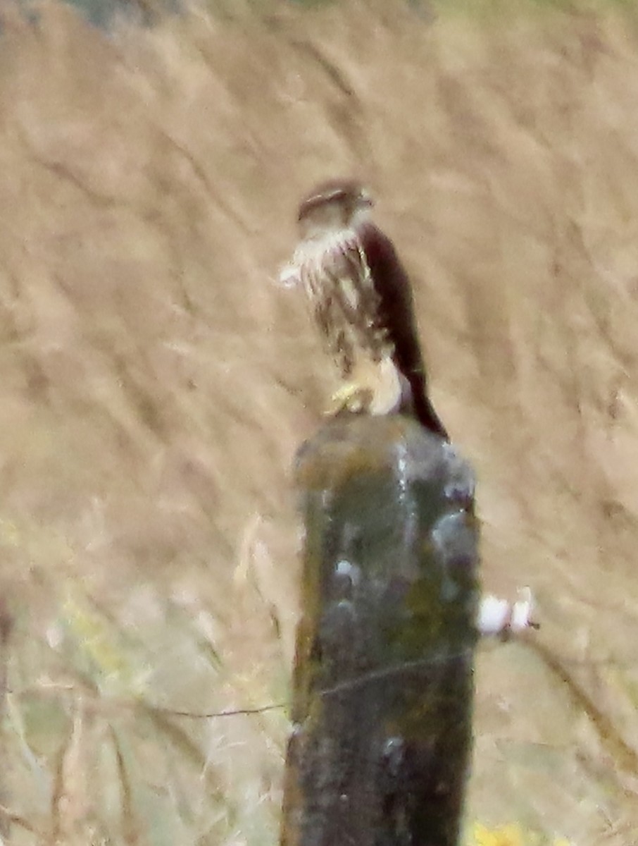 Merlin (Prairie) - ML642025580