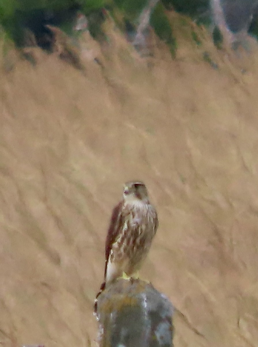 Merlin (Prairie) - ML642025582