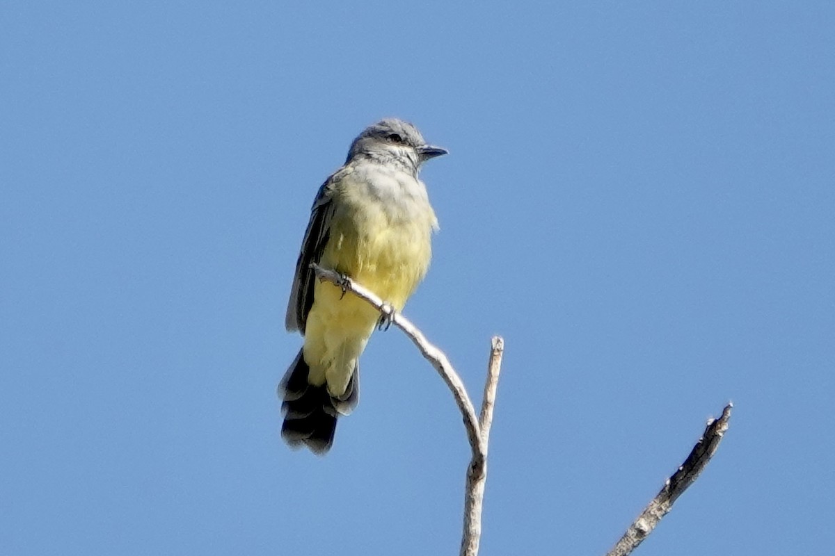 Western Kingbird - ML642025588