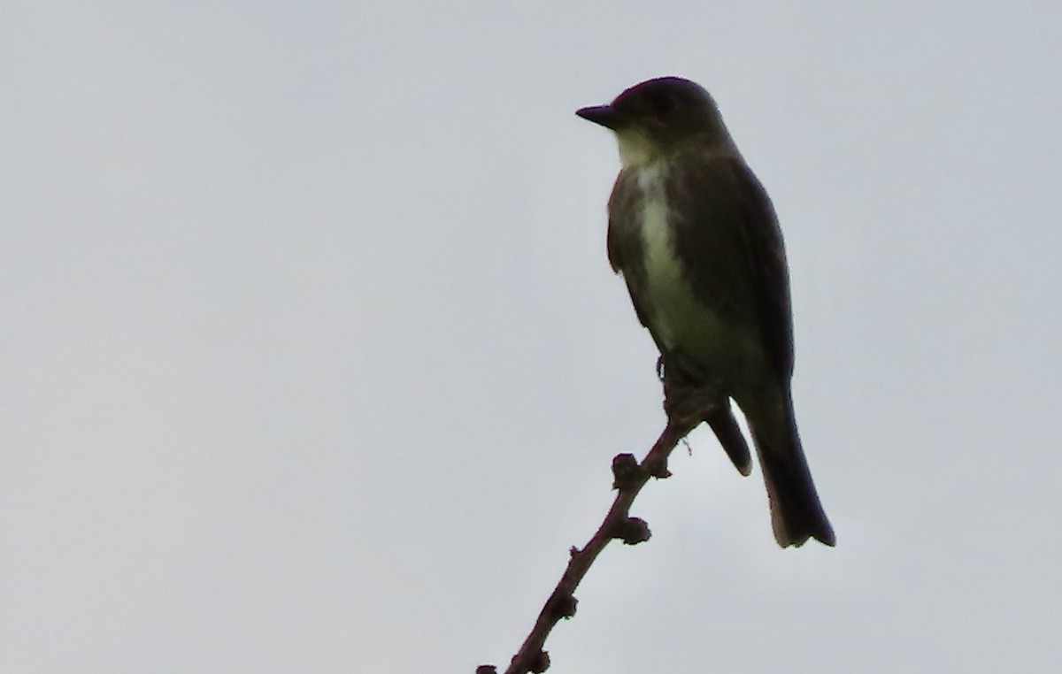 Olive-sided Flycatcher - ML642025594