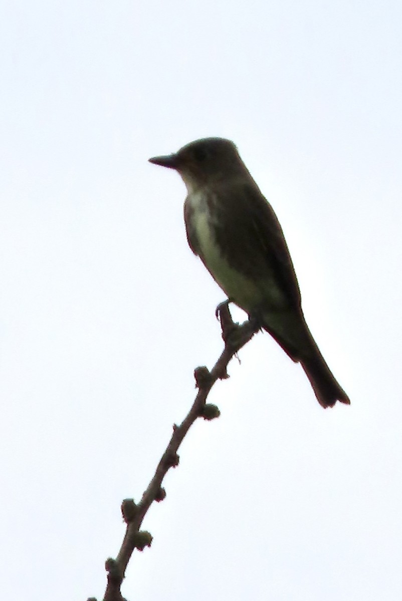 Olive-sided Flycatcher - ML642025595