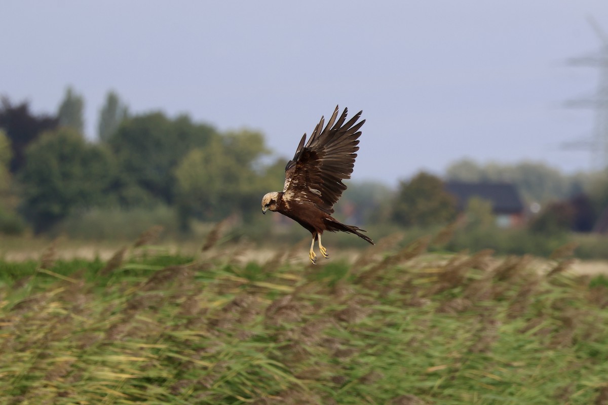 Falco di palude - ML642025603