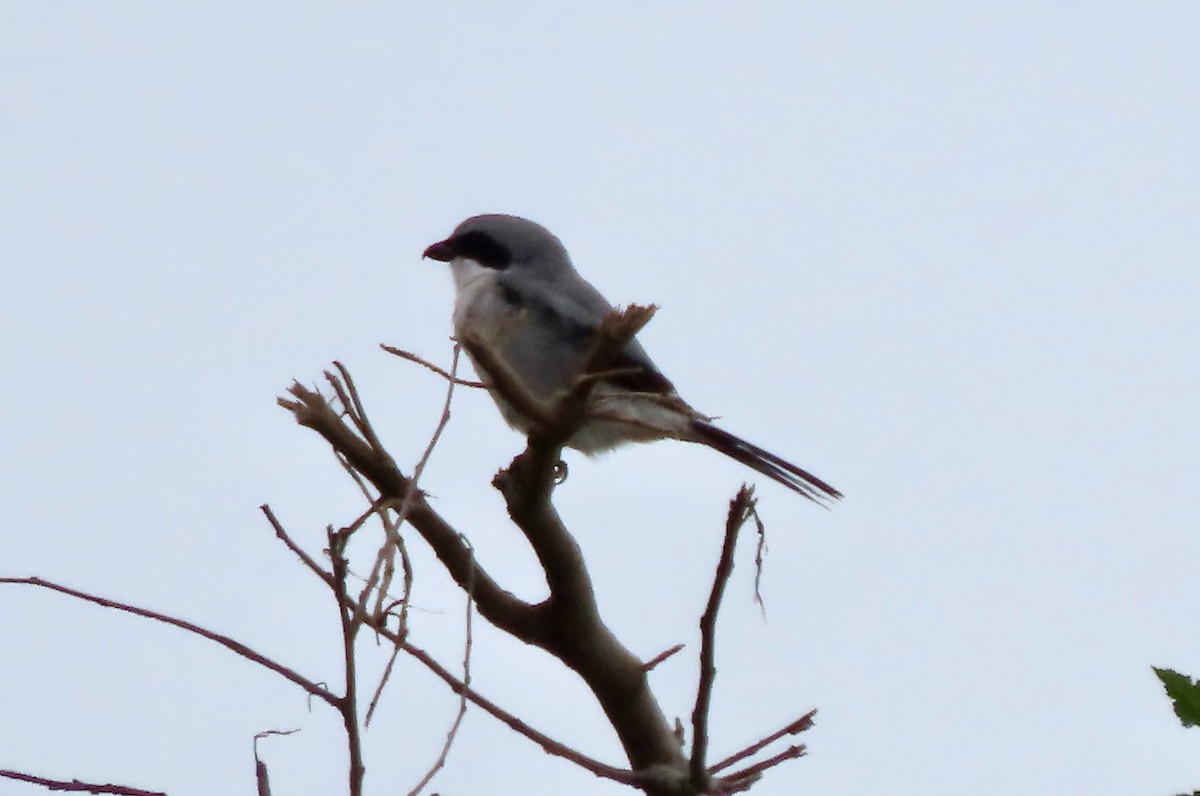 Loggerhead Shrike - ML642025604