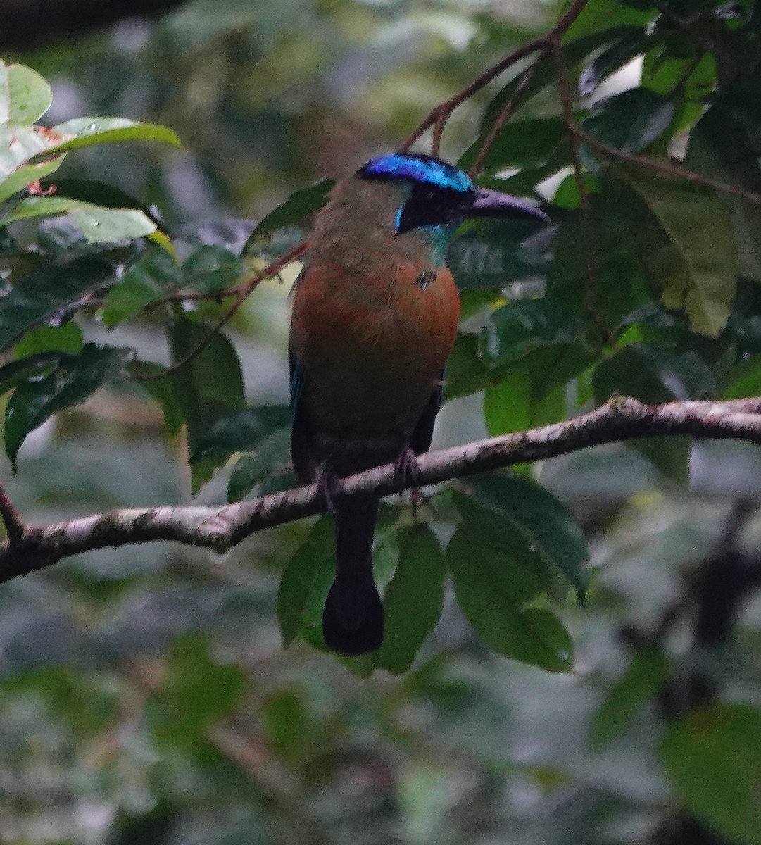 Lesson's Motmot - ML642025619
