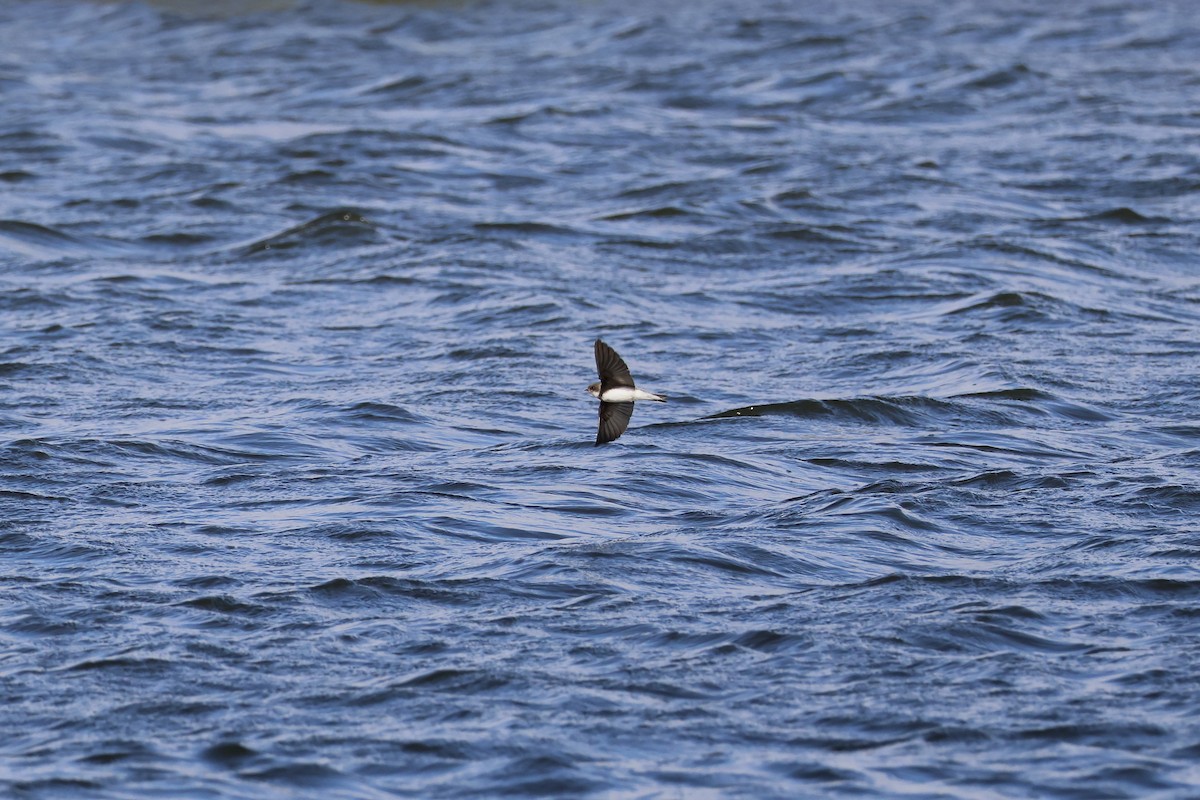 Bank Swallow - ML642025626