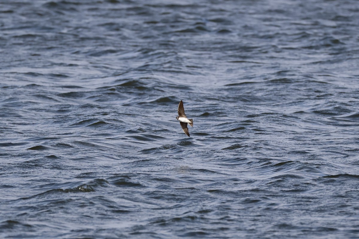 Bank Swallow - ML642025627
