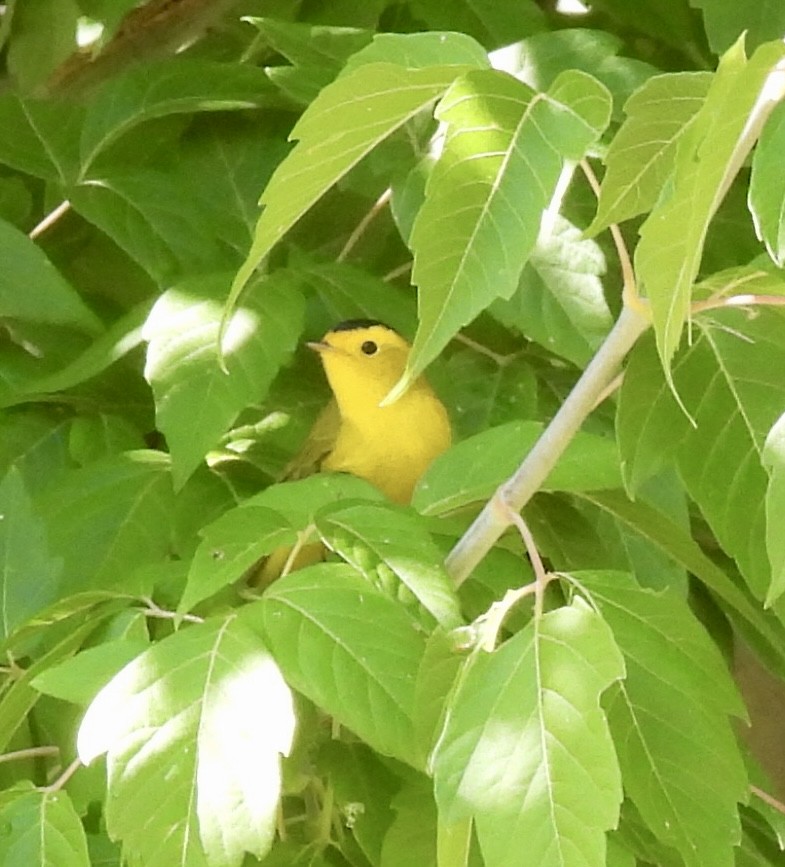 Wilson's Warbler - ML642025636