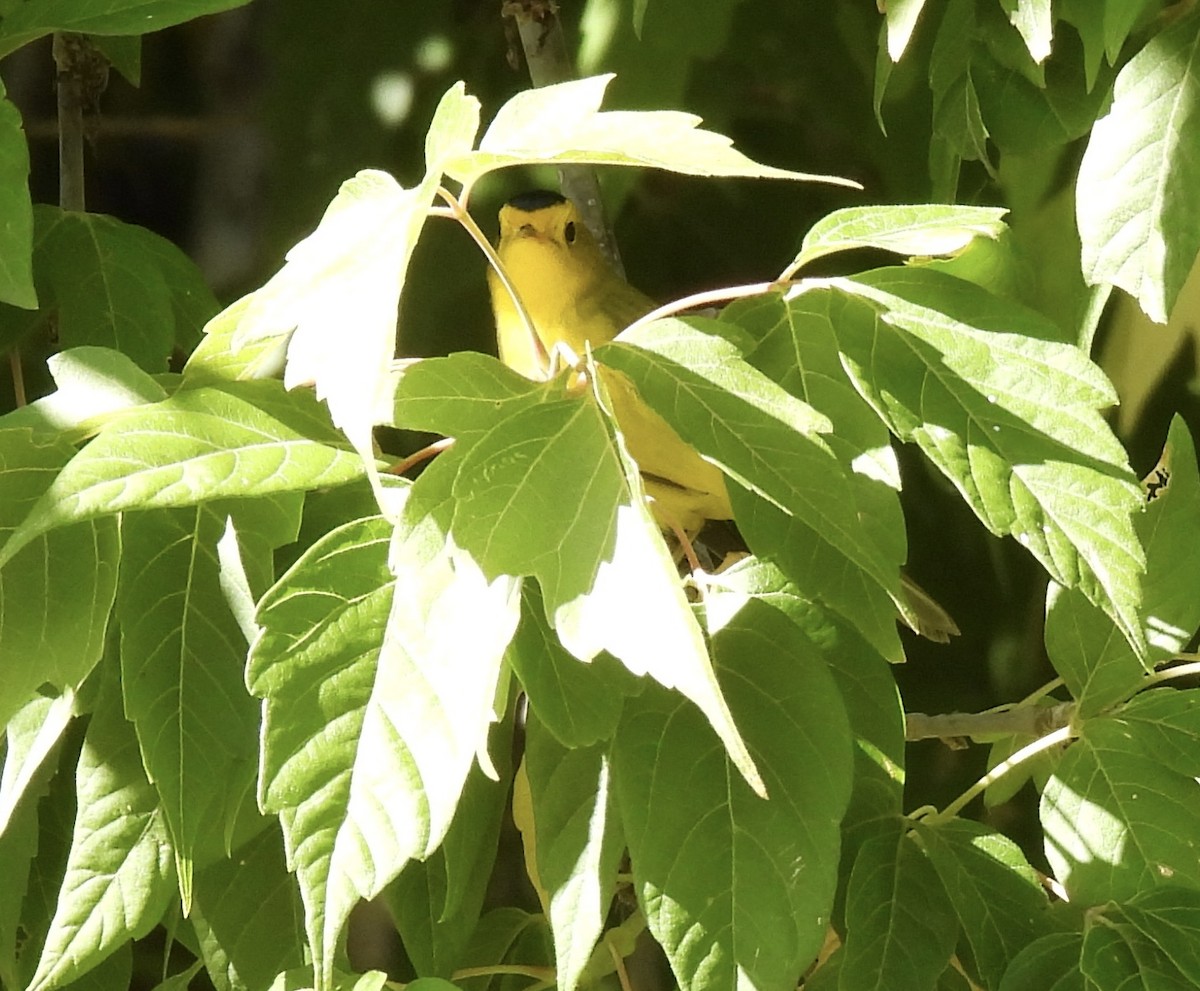 Wilson's Warbler - ML642025637