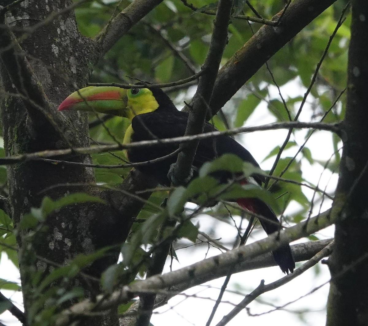 Keel-billed Toucan - ML642025652