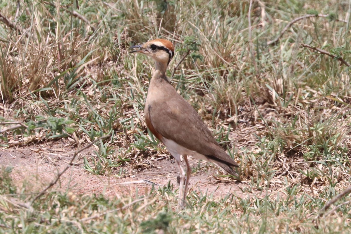 Temminckrennvogel - ML642025656